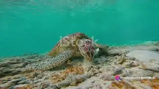 Sea Turtles of Okinawa: Japan's Marine Marvels