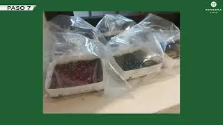 Prueba de germinaci&oacute;n para semilla incrustada papalotla.