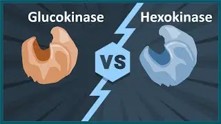 Глюкокиназа против гексокиназы (краткие биологические заметки)