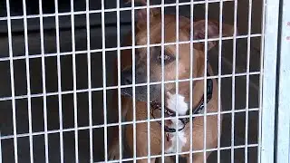 Henderson Animal Shelter hopeful fee increase could help with operational costs