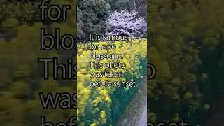 Yamashina Canal cherry blossoms and rape blossoms.Video of walking in Kyoto.