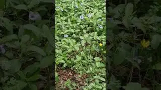 Weeds Blooming in Garden