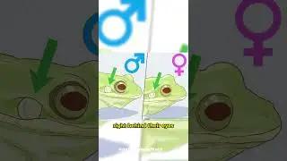 How to Identify Frog's Gender #shorts