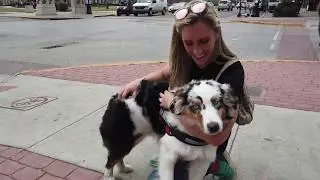 7 Month Old Australian Shepherd | Best Aussie Training Oklahoma | Board & Train | Oklahoma