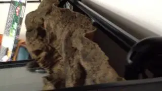 Universal Rocks Canyon 3d aquarium background mounted with canister filter