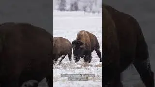 Top 10 surprising facts about bison. #bison #wildanimals #wildlife #wildlifewonders