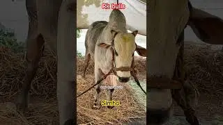 Rk bulls 🔥Simha 🔥 🥇🏆💥 today winner 3049.6