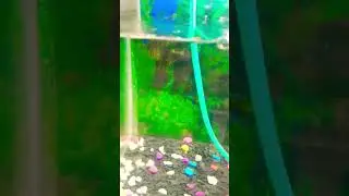 My dream is successful.😁 #shortvideo #unboxingworld #fishing #angel #tank#fish
