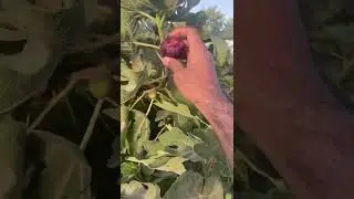 @جولة في عبق الماضي بقرية العلقمية بينبع النخل.
