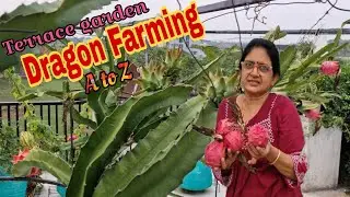 Terrace Garden DRAGON FARMING from A to Z/Propagation to Harvest/Common Mistakes/Easy Tips /#dragon.