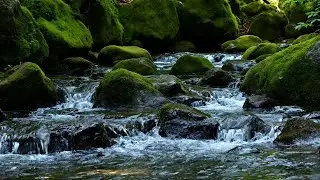 Relaxing Nature Sounds for Stress Relief 🌼 Natural River Soundscape for Soothing the Nervous System
