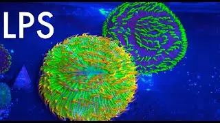 LPS Corals