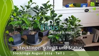 Stecklinge August 2024 - Teil 2