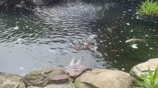 Koi Fish Pond At Berkeley Oceanfront Hotel In Asbury Park, New Jersey