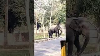 elephant, road crossing,