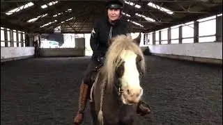 Diane Hilsdon - The Spartan King - Bicester & Oxford Riding Club - PRELIM 2 (December 2025)