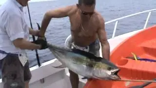 Oliver Fishing Panama yellowfins tuna on popper