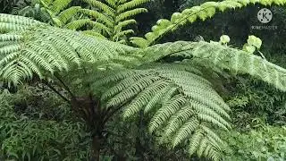 POHON PAKIS RAKSASA‼️😱😱😱😱😱😱