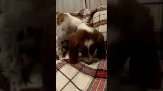 #irishredandwhitesetter #puppy #donuts #dog #doglover #trending #birddogtraining #trend #snack