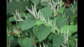 INVASIVE JAPANESE KNOTWEED worsened by climate change