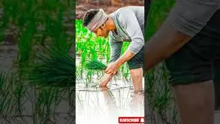 Indian Farmers&rsquo; Struggle & Success: The Real Story!#motivationalspeech#ytshorts #shorts#viralvideo