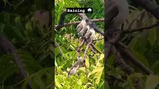 Birds enjoying rain☔️🌧️#birds #monsoon #rain #baarish #birdwatching tching