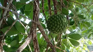 Articum. A fruta  do cerrado 