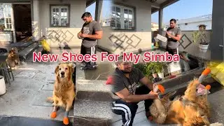 Bought new shoes for Simba 🐾 First walk in style!&rdquo;