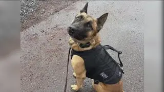 San Diego Sheriff's K-9 Unit receives new state-of-the-art bulletproof vests