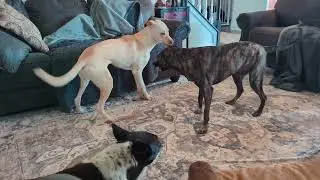random dog play VERY VOCAL Jack n Brynne mostly #random #dogplay #vocaldog