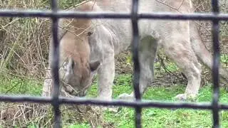 БЕЛЫЙ юный ТИГР стал таким БОЛЬШИМ! Парк львов ТАЙГАН ❤️ 