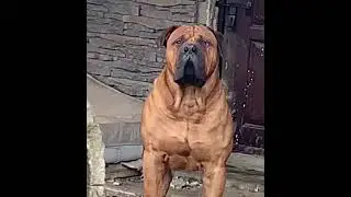 Boerboel Huge Muscular