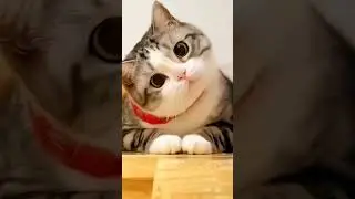 Day Hilarious! #petlovers