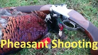 Walked up Pheasant Shooting
