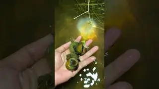 Catch rice field Snail