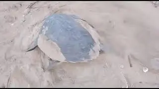 Tortoise  covering egg in sand (Mypadu Beach)