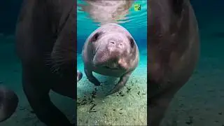 Amazing facts about Manatee #manatee #trending #facts #animallife #Tamiltalks #animals #wildlife