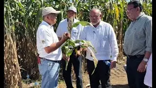 LIBERACIÓN DE SORGO CRIOLLO CENTA ChG (CHANO GUEVARA)