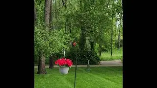 Pretty Bird- Mr. Cardinal &hearts;️