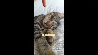 Por qu&eacute; mi gato duerme tanto? 😴 #shorts #mascotas #gatos
