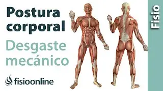 Postura corporal y desgaste mecánico