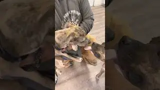 Zo got to see his mom #happy #cute #animals #positivevibes #food #catlover #dog #funny #puppy