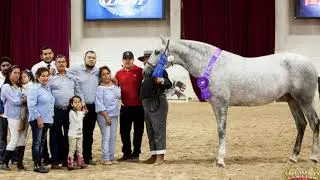 Famosa de Trujillo - ANCCE Champion Mare