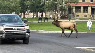The Great Elk Encounter at Mammoth Hot Springs Hotel