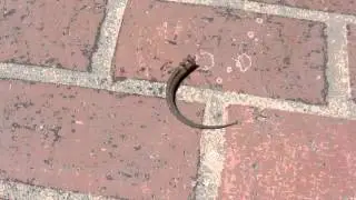 Alligator Lizard Tail-Autotomy