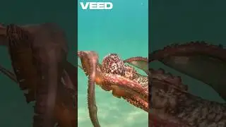 Protecting Our Ocean Friends