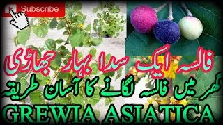 Falsa very beautiful plant grewia asiatica| phalsa general tips and care فالسہ کیسے لگائیں