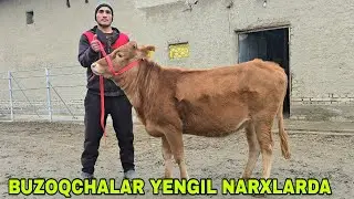 Shaxzodbek ukamizdan yangi partiya puli yengil buzoqchalar 30 января 2026 г.