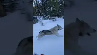 Oh to be a husky running full speed in snow