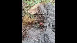 rainbow scarab (Phanaeus igneus minor male)